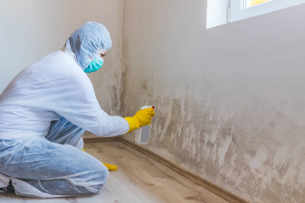 Licensed Basement Mold Remediation service in Millstone Township, NJ - WQB Mold Removal