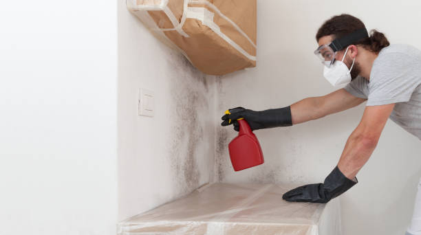 Professional Basement Mold Remediation technician working in Millstone Township, NJ