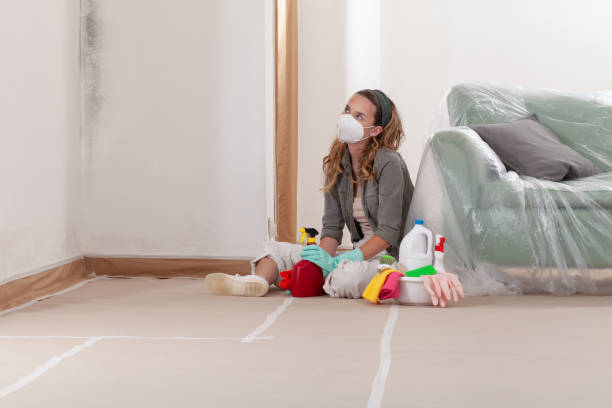Reliable Basement Mold Remediation contractor in Millstone Township, NJ by WQB Mold Removal