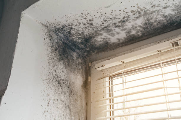Affordable Basement Mold Remediation solutions in Millstone Township, NJ